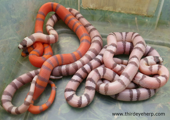 Honduran Milk Snake